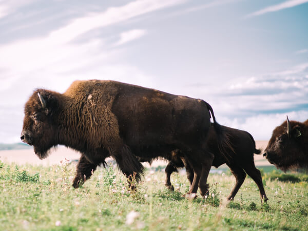 buffalo roaming in a prairie