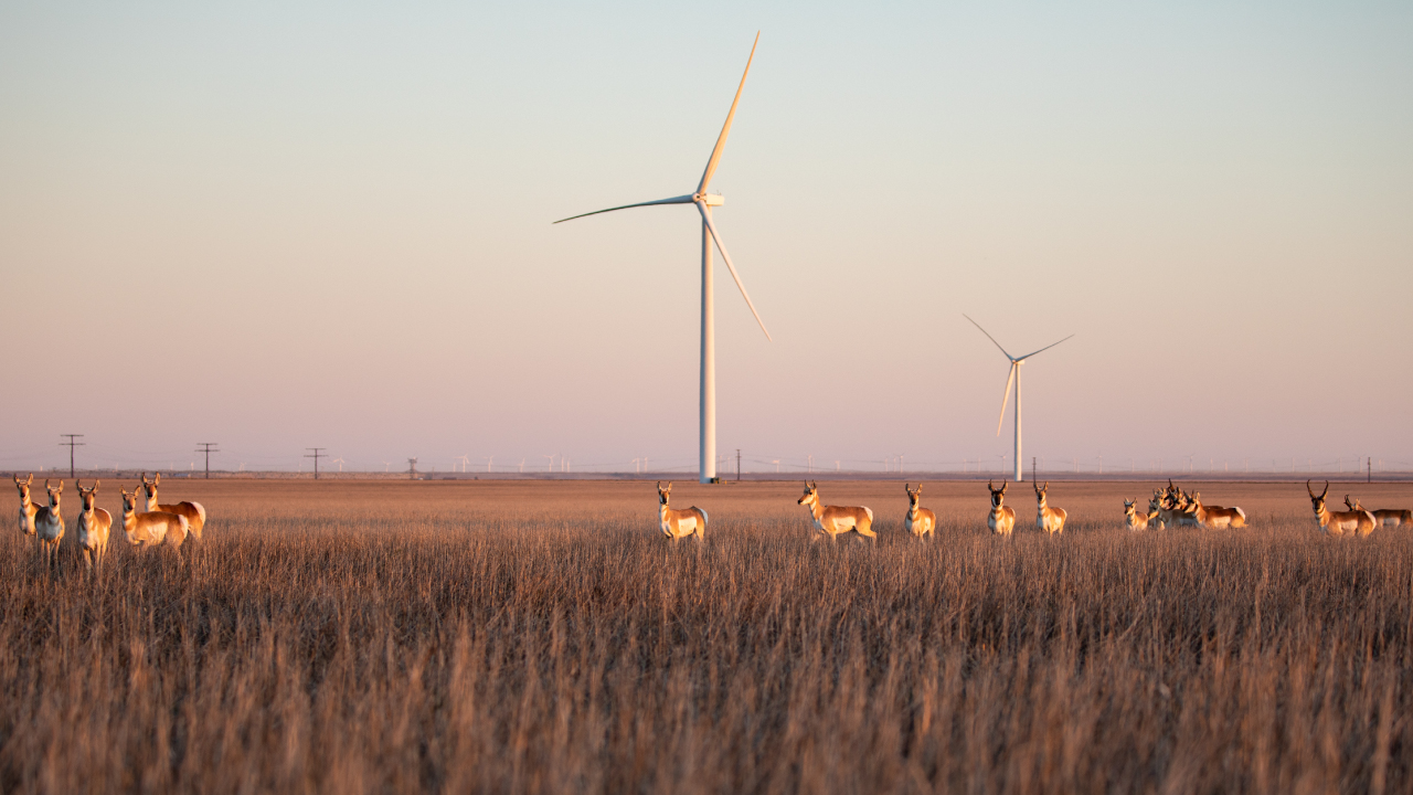 Wind turbines in field